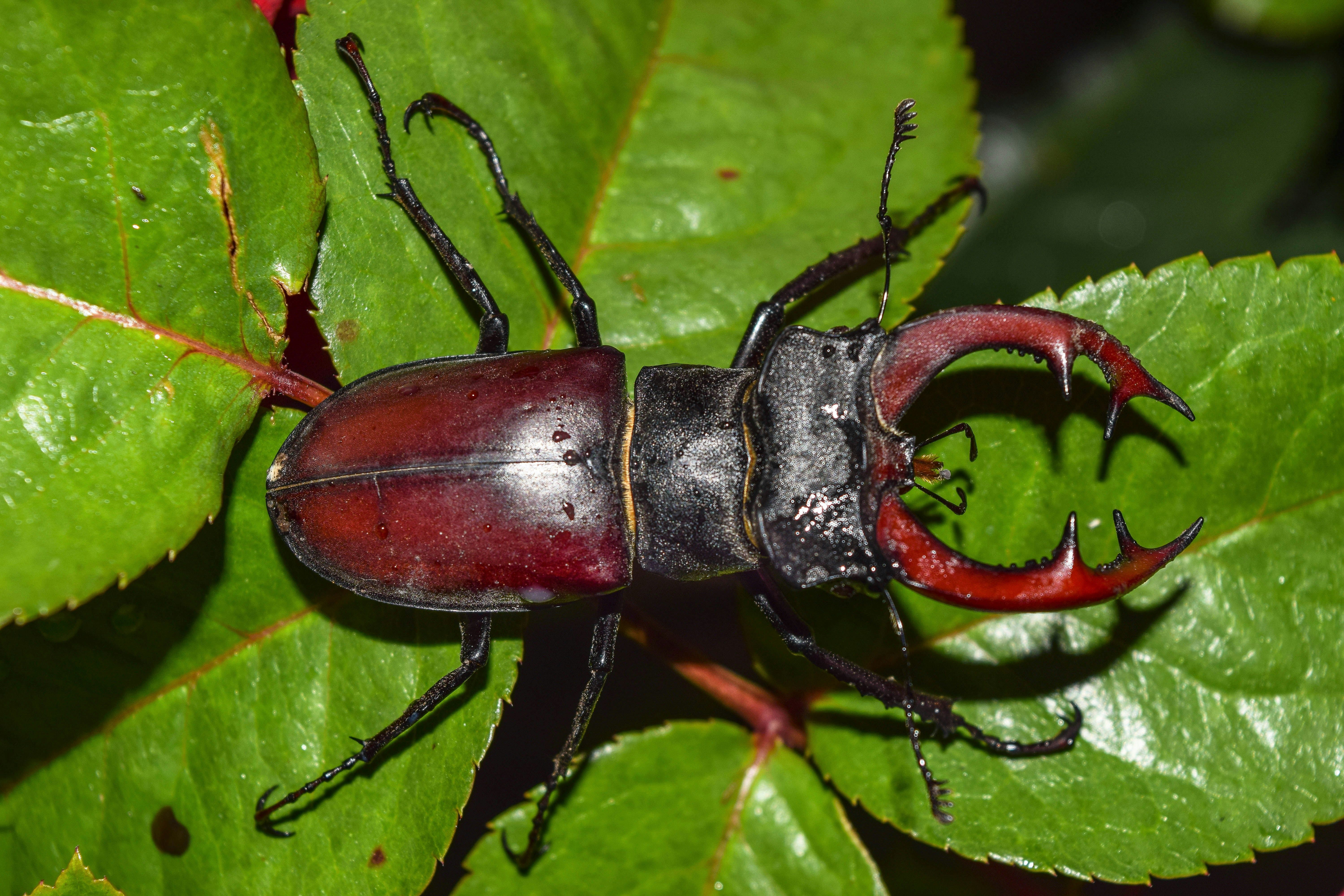 Bugs as Pets: A Fascinating World of Creepy-Crawlies