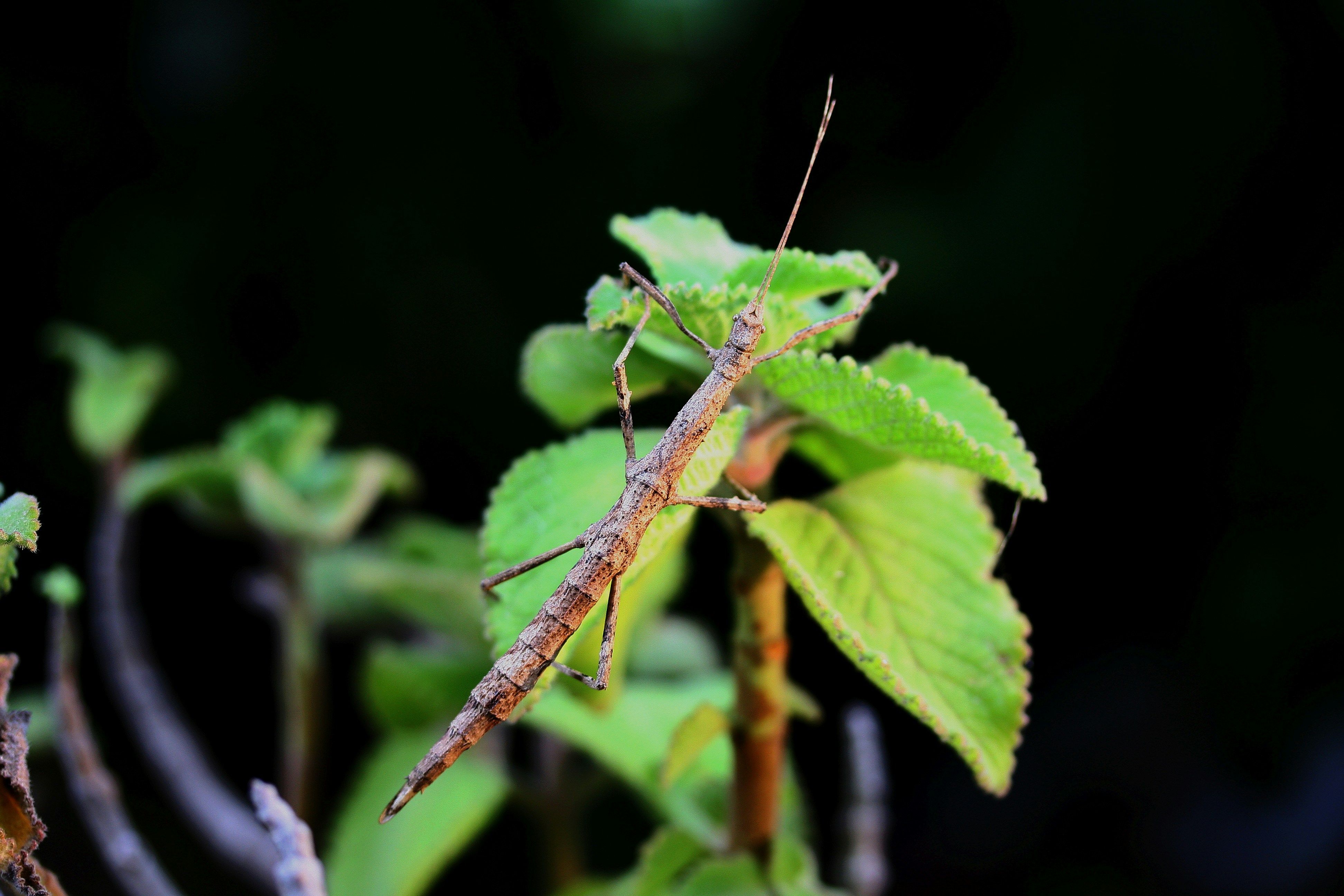 Stick Bug
